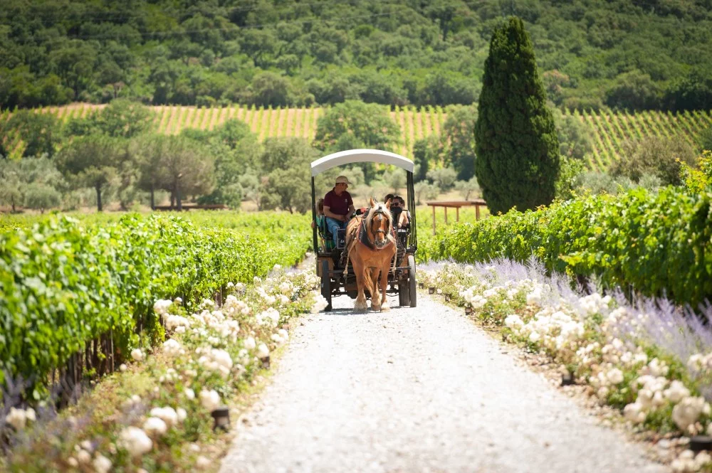 Horse Carriage Tour of Tuscan Wine Estate