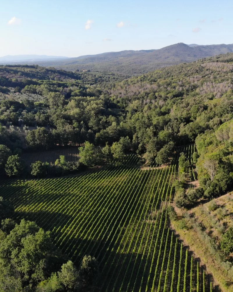 vineyards of mulini di segalari